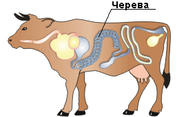 черева говяжьи