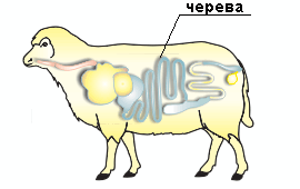 img12.gif